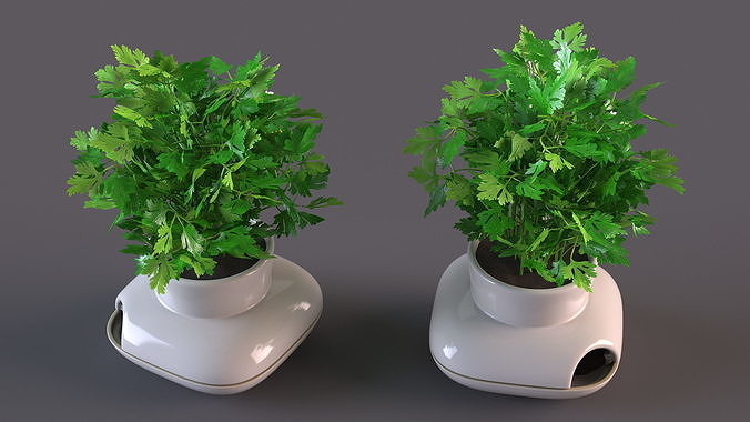 Parsley in Sagaform Single Herb Pot White 3D model 7