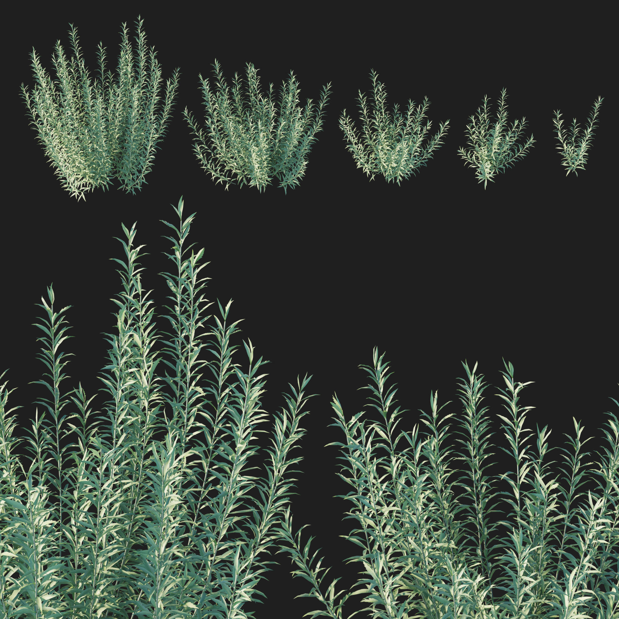 Artemisia Ludoviciana Albula 3D model_6