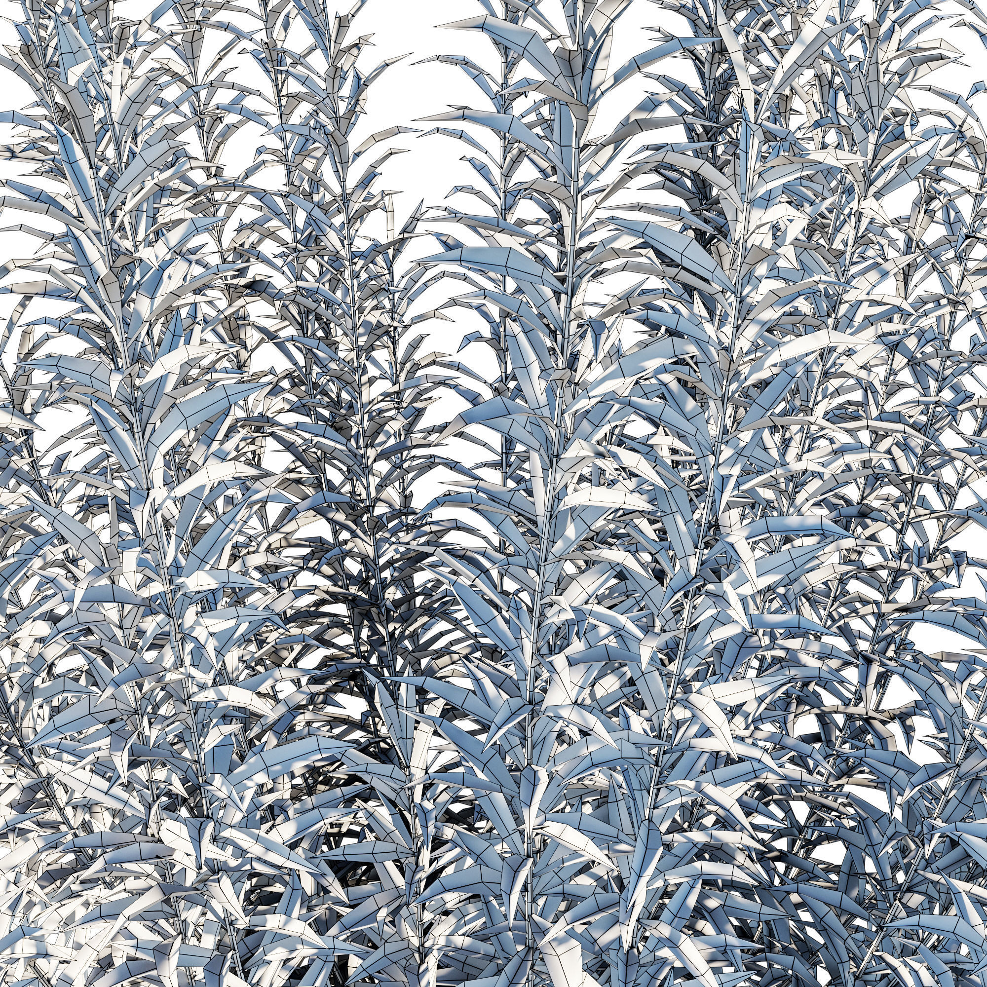 Artemisia Ludoviciana Albula 3D model_8