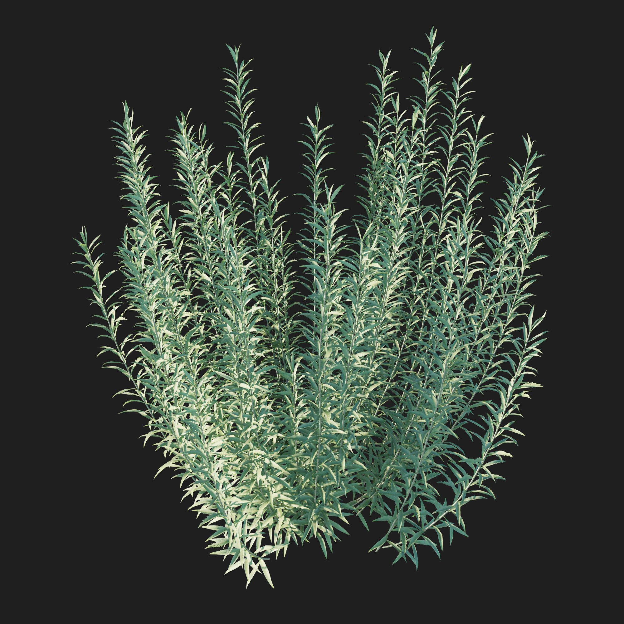 Artemisia Ludoviciana Albula 3D model_2