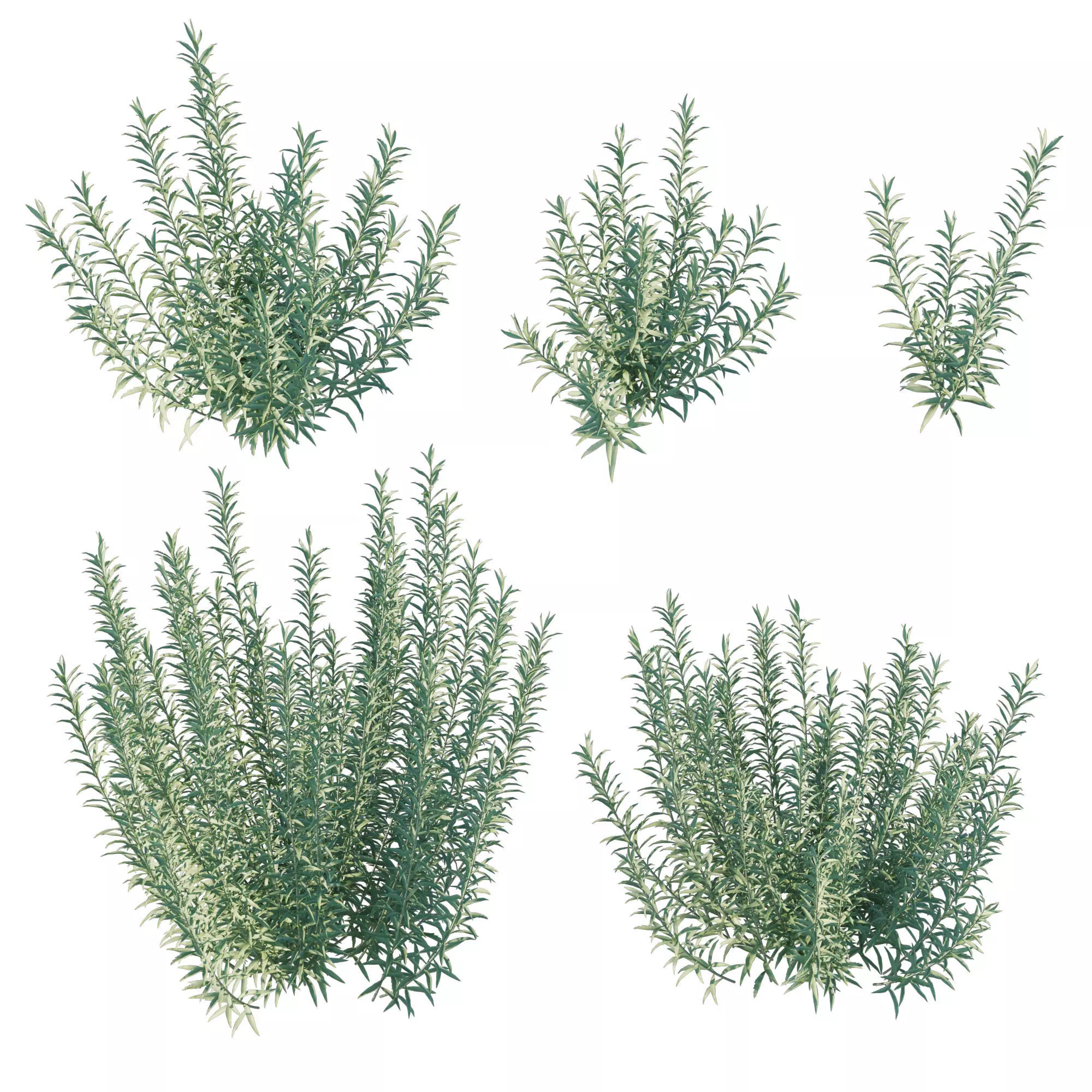 Artemisia Ludoviciana Albula 3D model_0