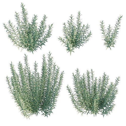 Artemisia Ludoviciana Albula 3D model