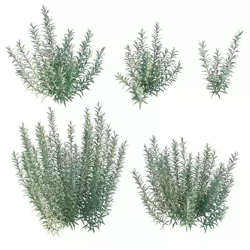 Artemisia Ludoviciana Albula 3D model
