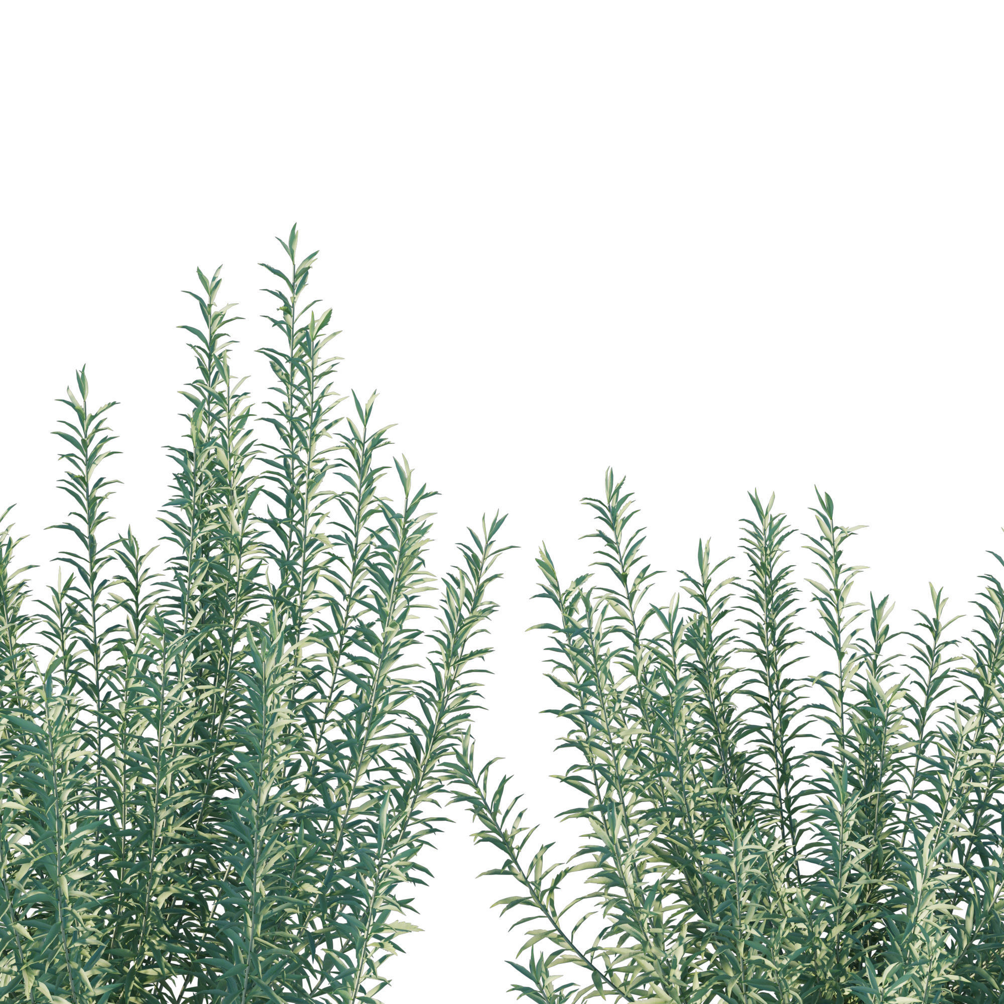 Artemisia Ludoviciana Albula 3D model_1