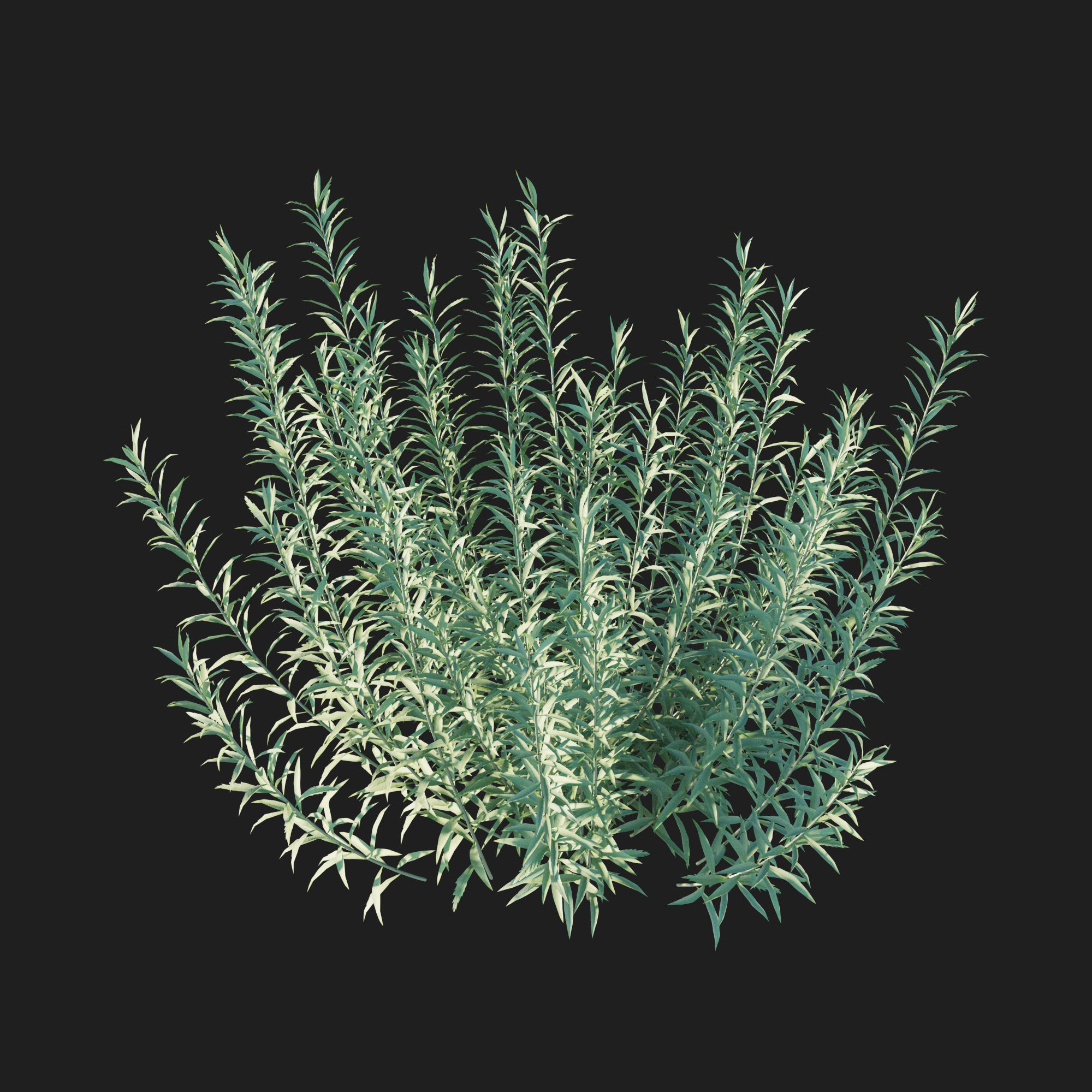 Artemisia Ludoviciana Albula 3D model_3