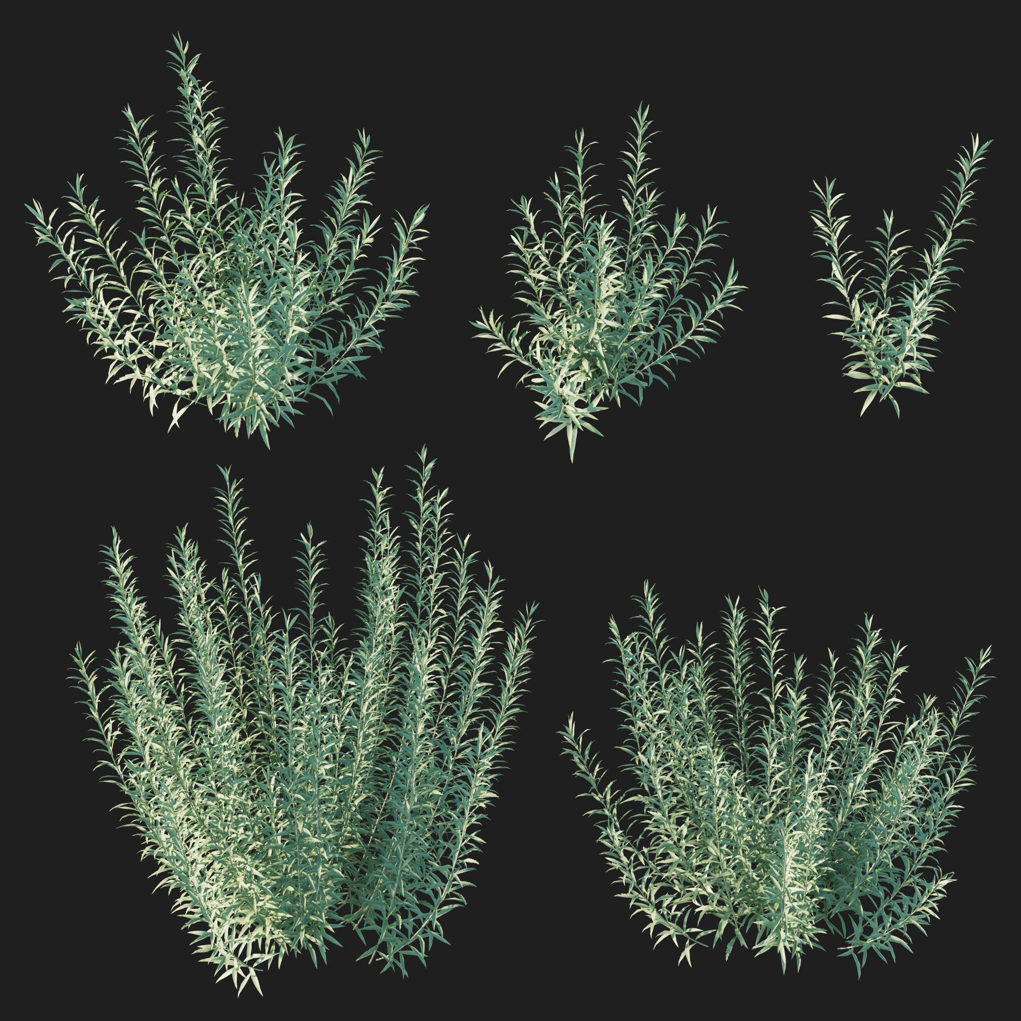 Artemisia Ludoviciana Albula 3D model_5