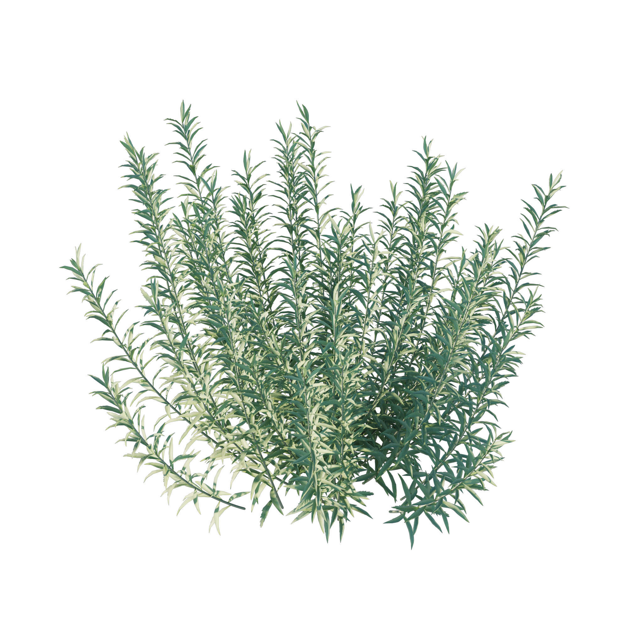 Artemisia Ludoviciana Albula 3D model_7