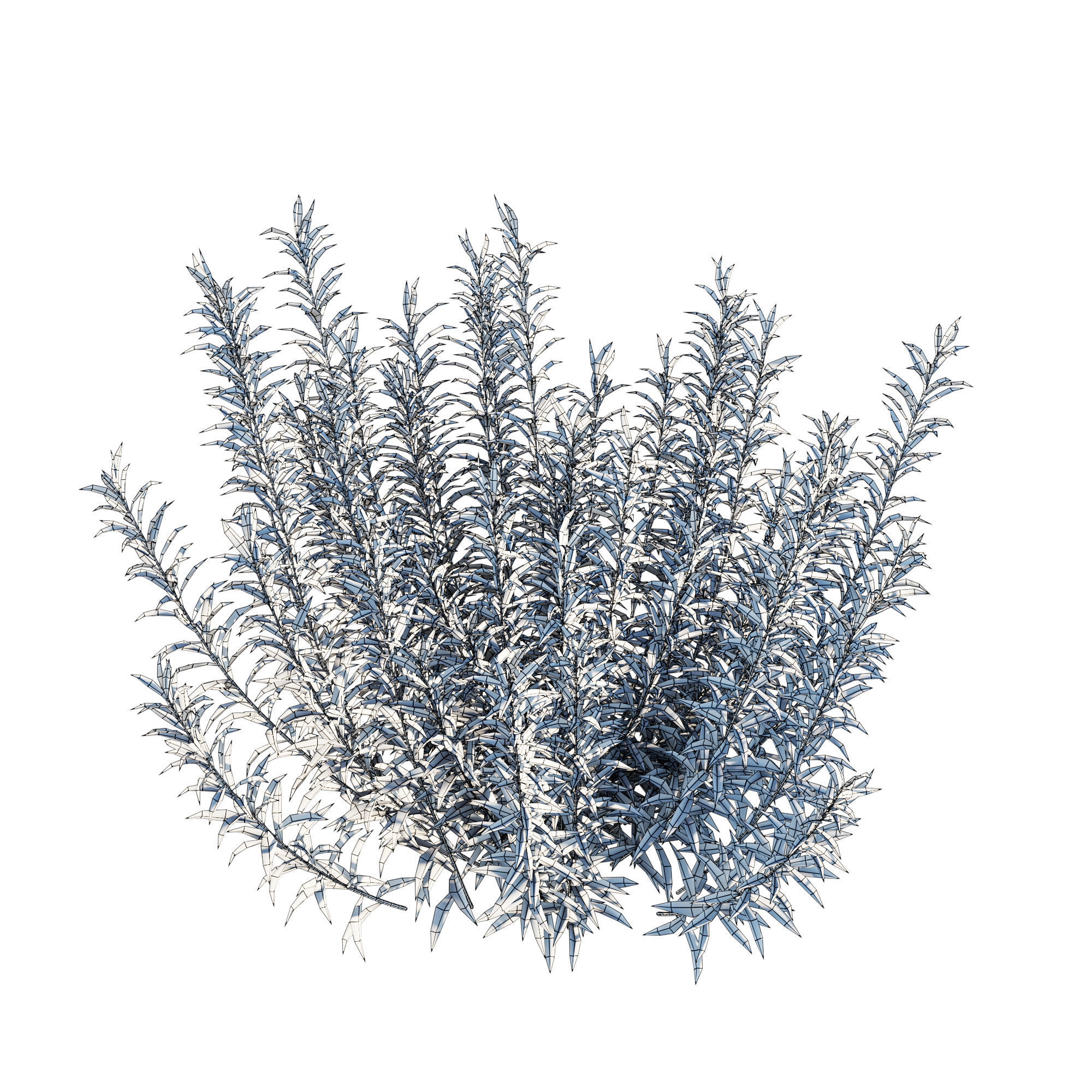 Artemisia Ludoviciana Albula 3D model_4