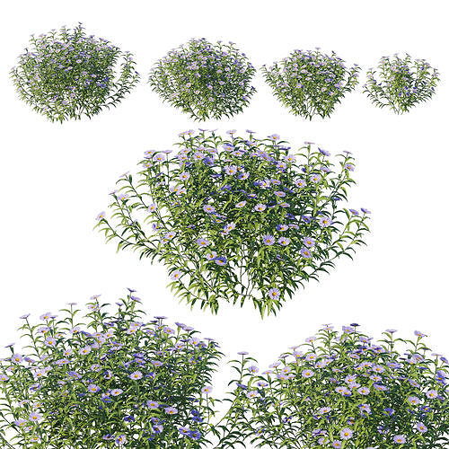 Aster Oblongifolius Bush 3D model