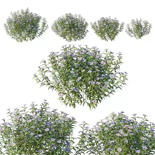 Aster Oblongifolius Bush