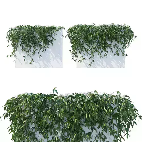 Clematis Armandii Vines 3D model