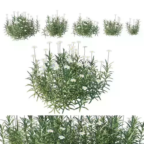 Melampodium Leucanthum 3D model