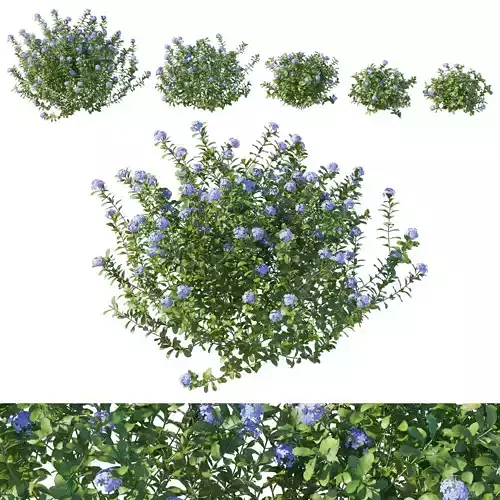 Plumbago Auriculata Bush