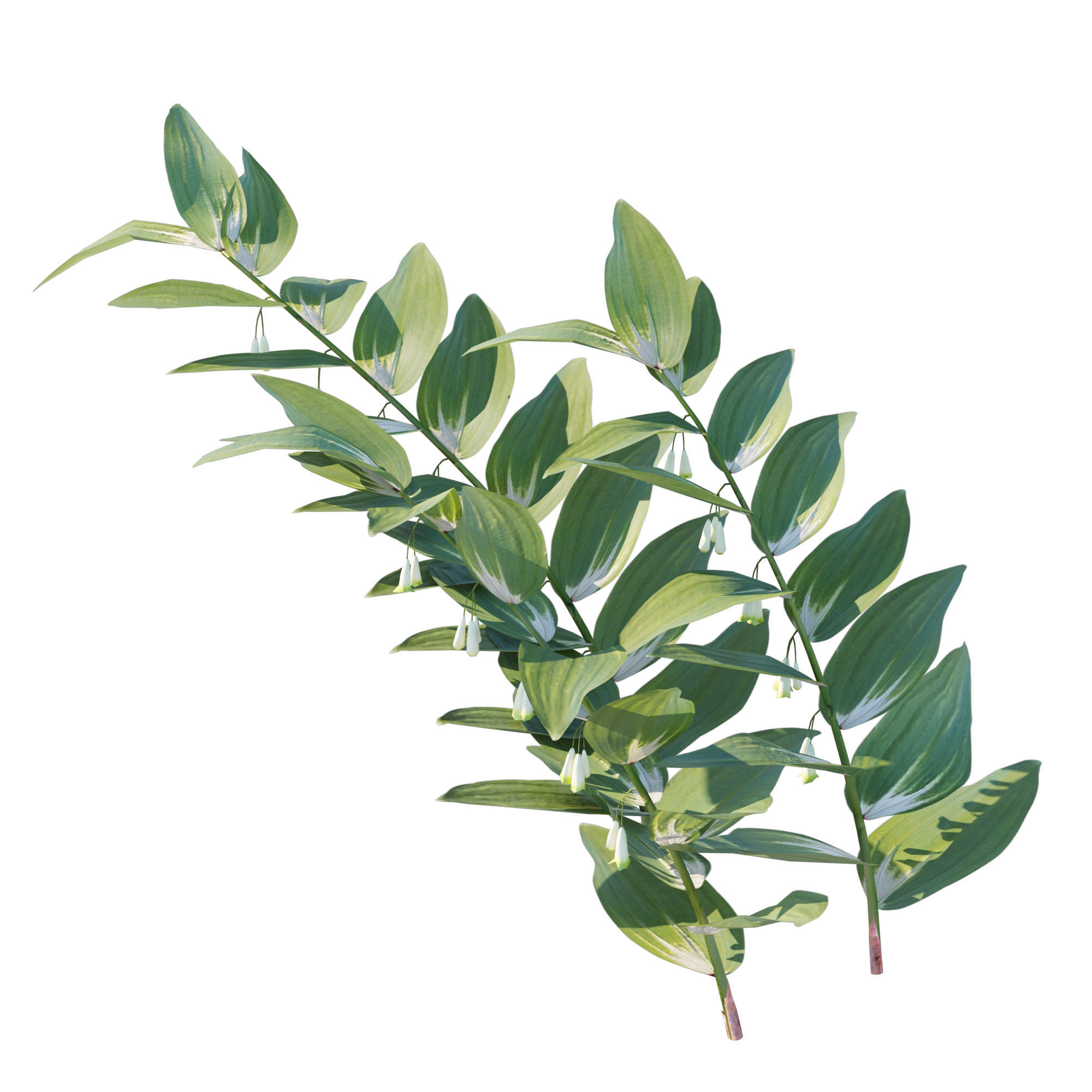 Polygonatum Odoratum 3D model_5
