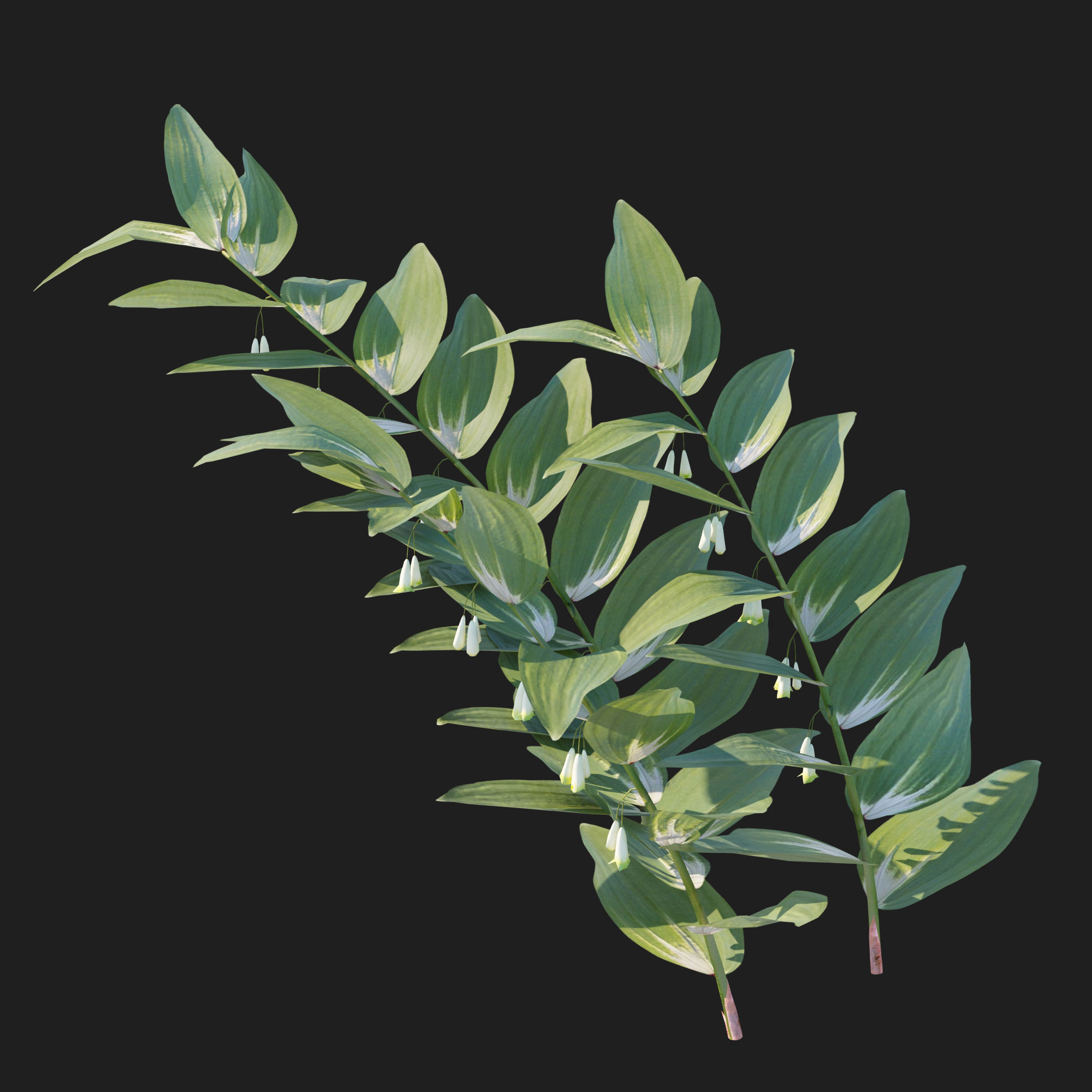 Polygonatum Odoratum 3D model_3