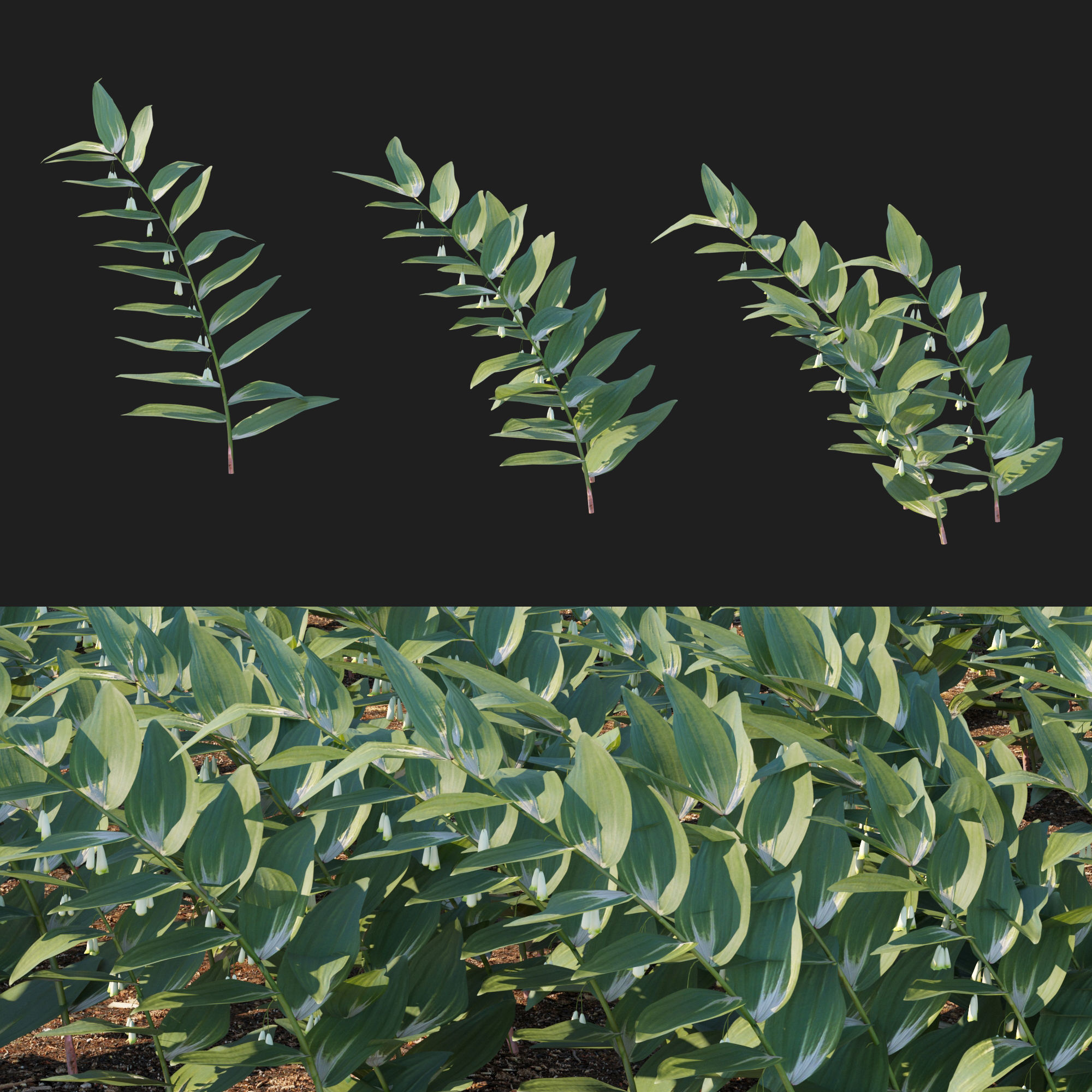 Polygonatum Odoratum 3D model_2
