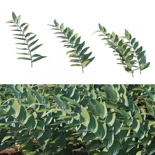 Polygonatum Odoratum