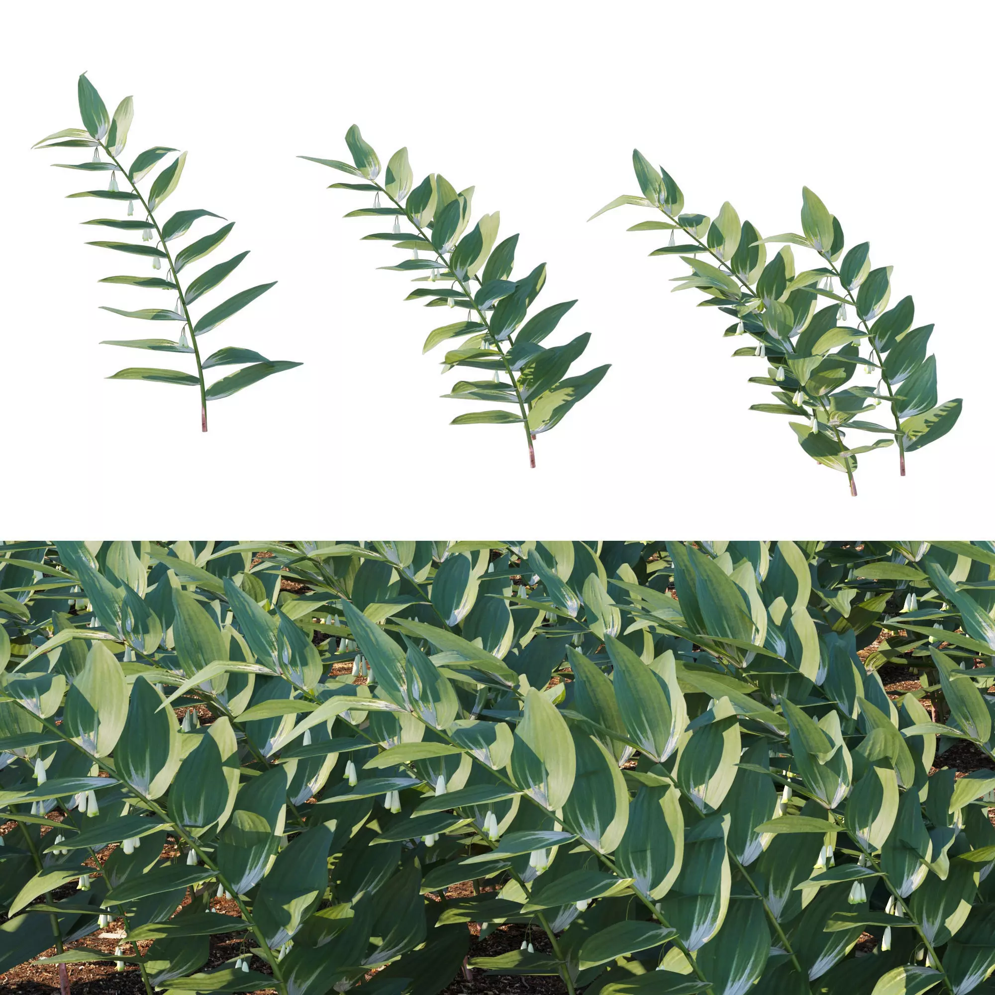 Polygonatum Odoratum 3D model_0