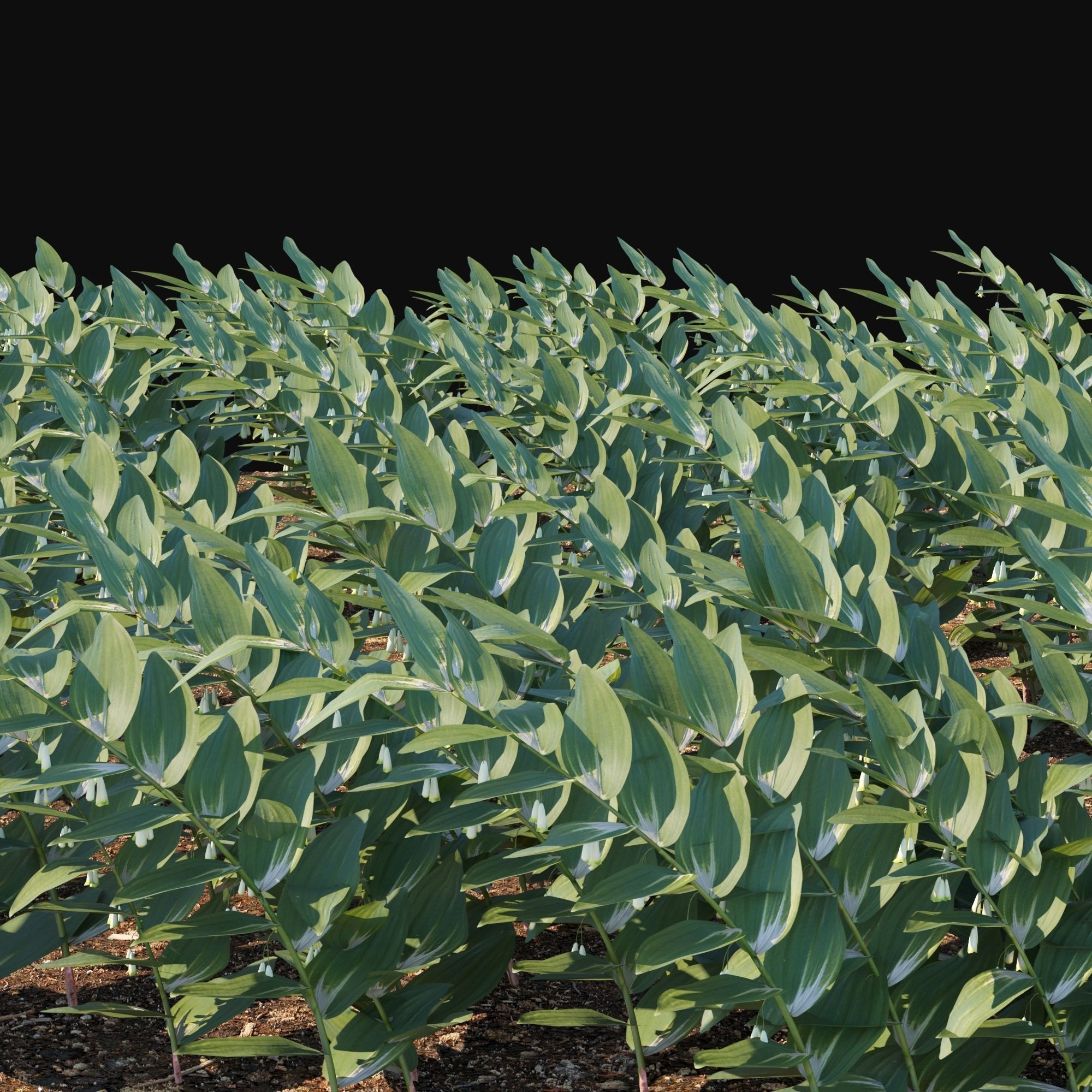 Polygonatum Odoratum 3D model_1