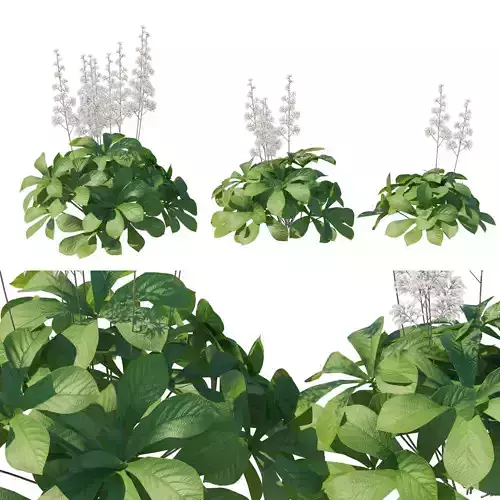 Rodgersia Aesculifolia