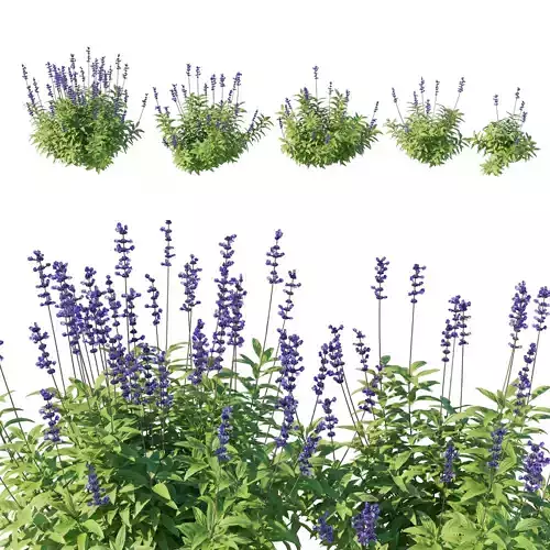 Salvia Farinacea Bush