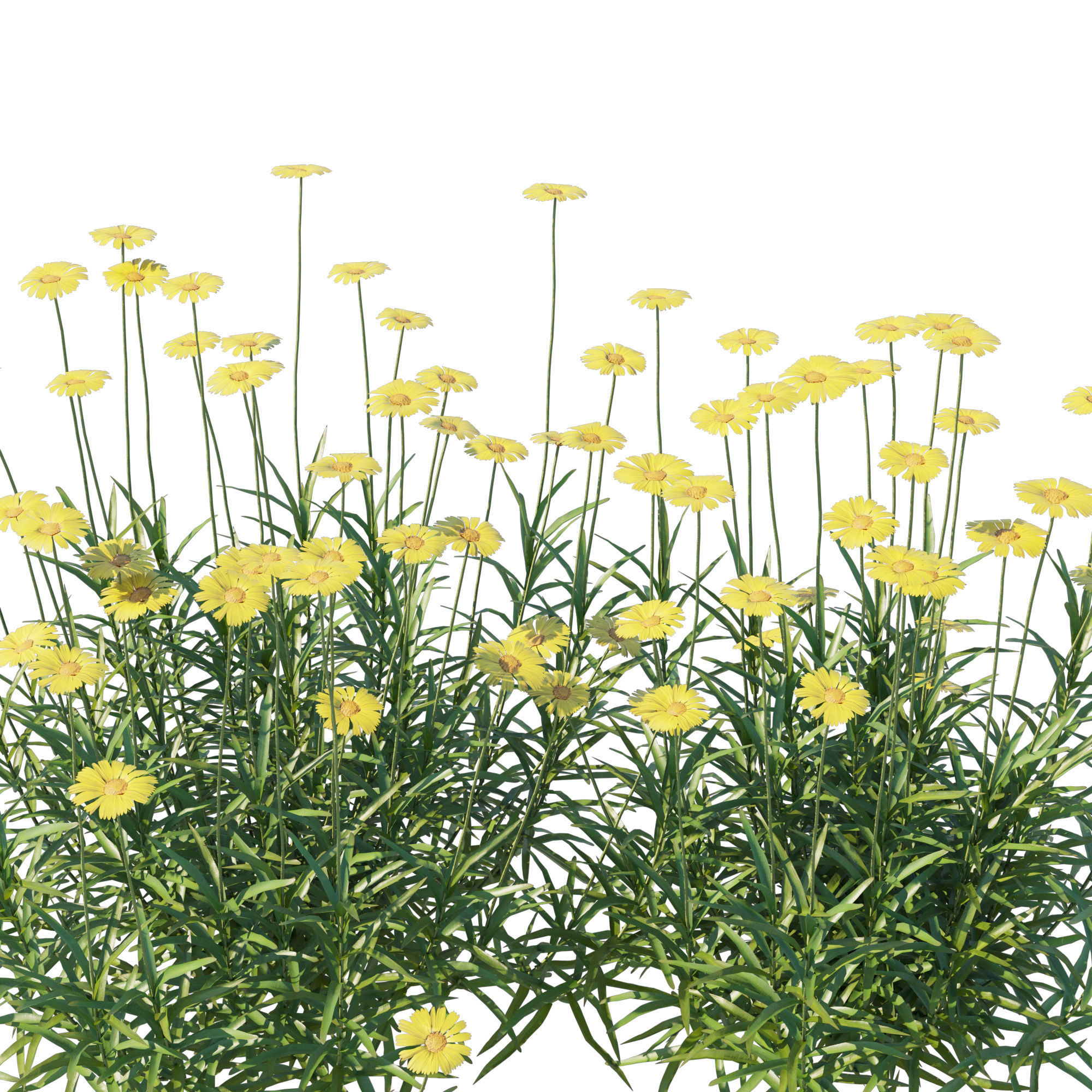 Tetraneuris Scaposa 3D model_1