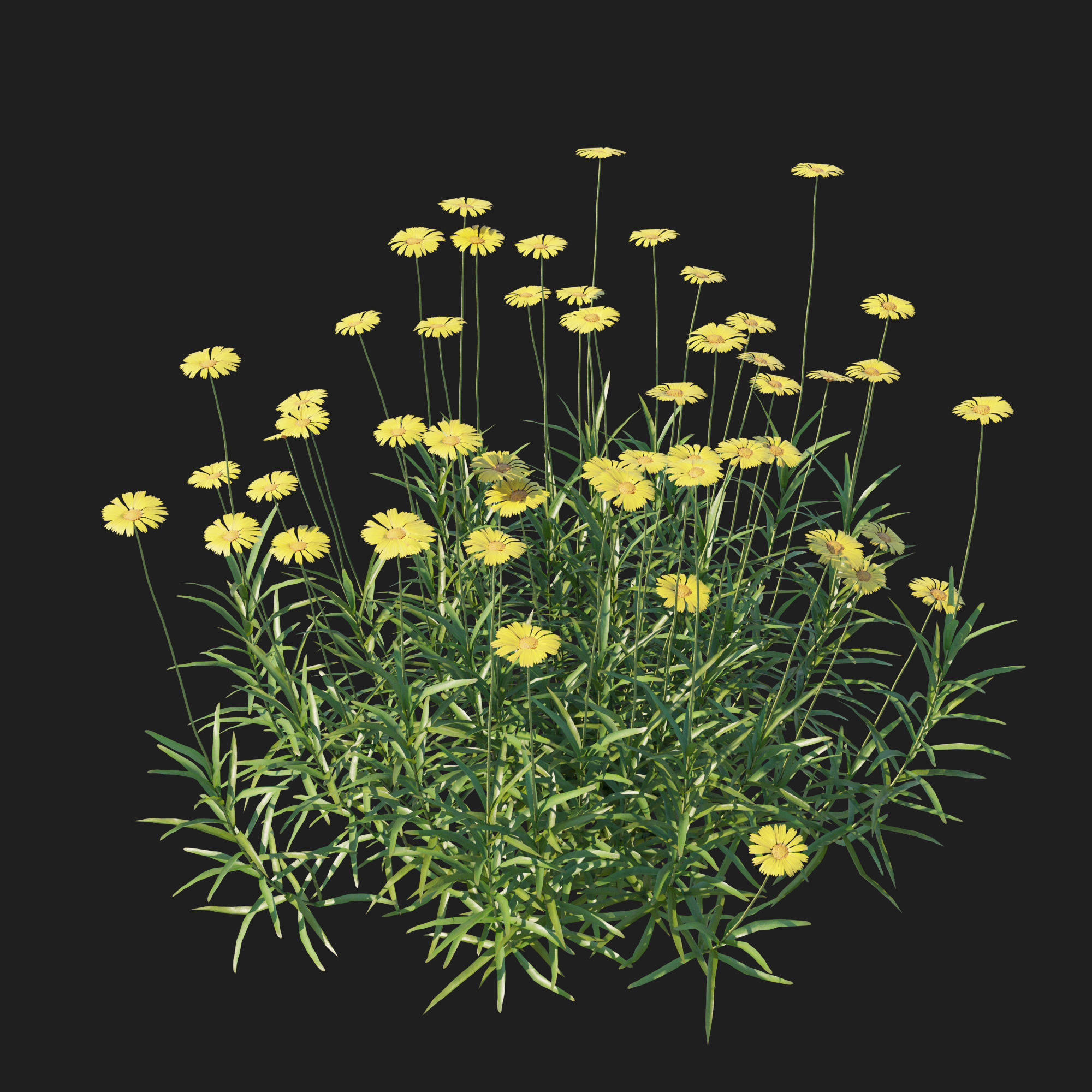 Tetraneuris Scaposa 3D model_6