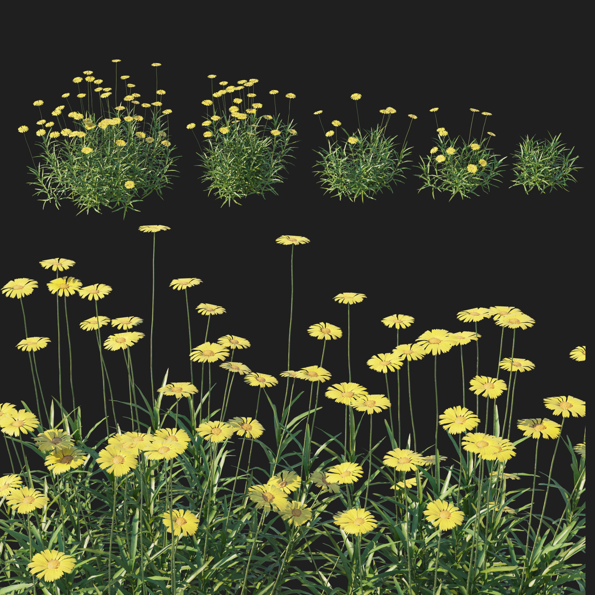 Tetraneuris Scaposa 3D model_3