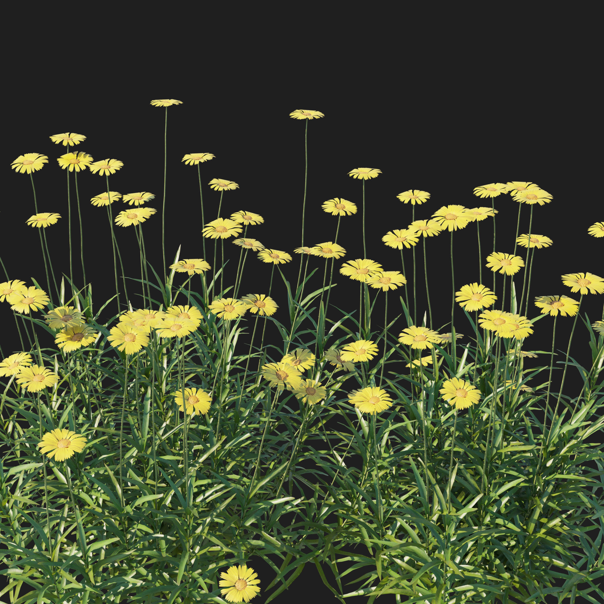 Tetraneuris Scaposa 3D model_4