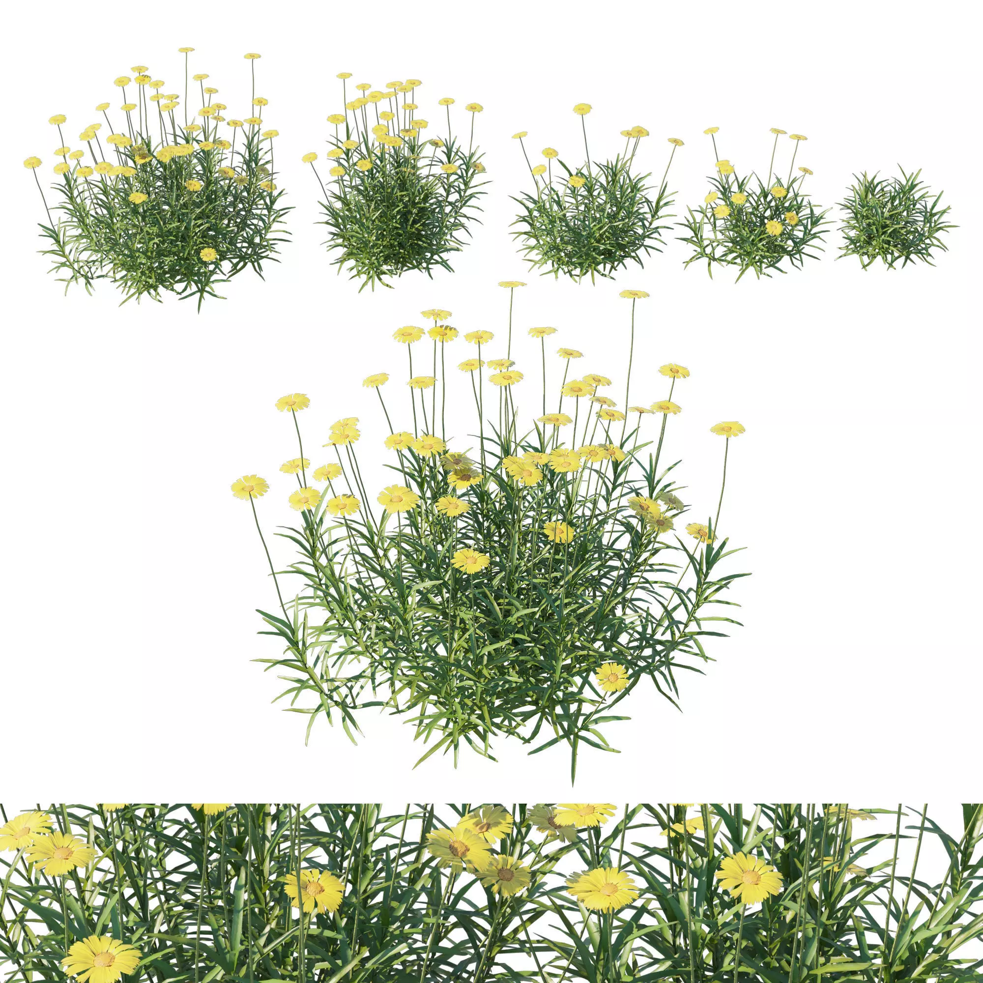 Tetraneuris Scaposa 3D model_0