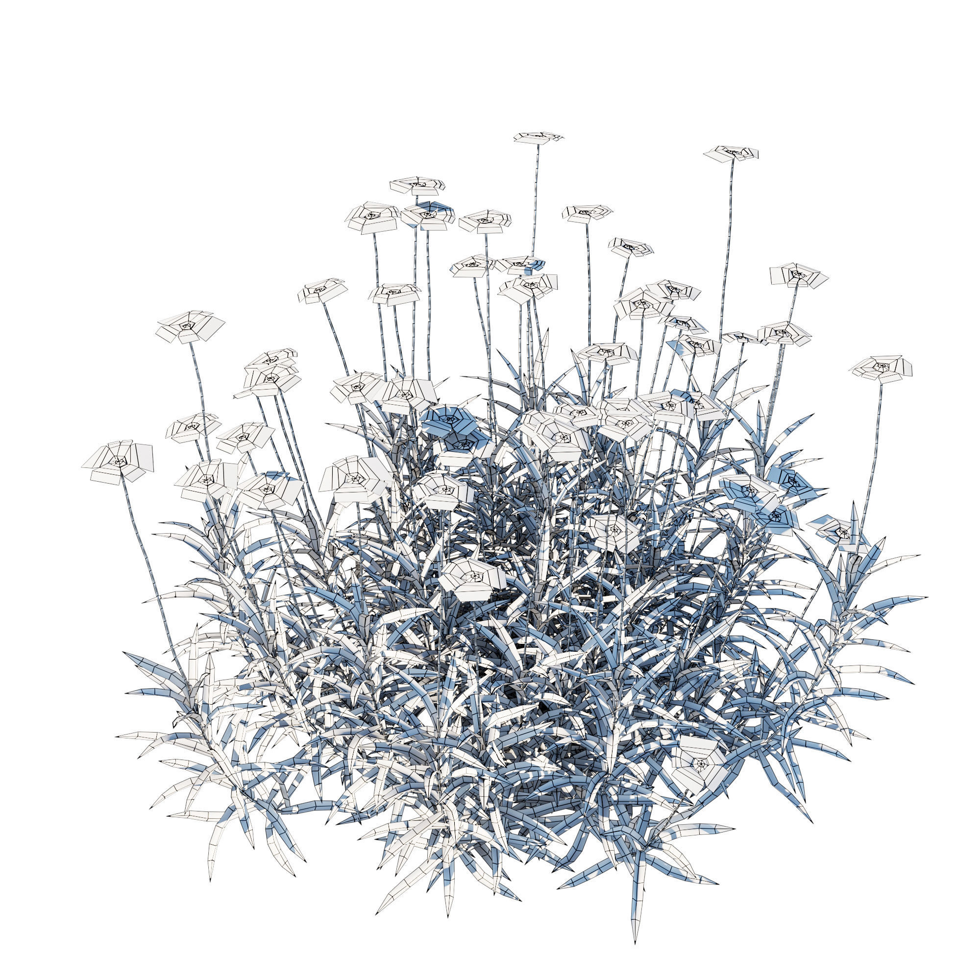 Tetraneuris Scaposa 3D model_8