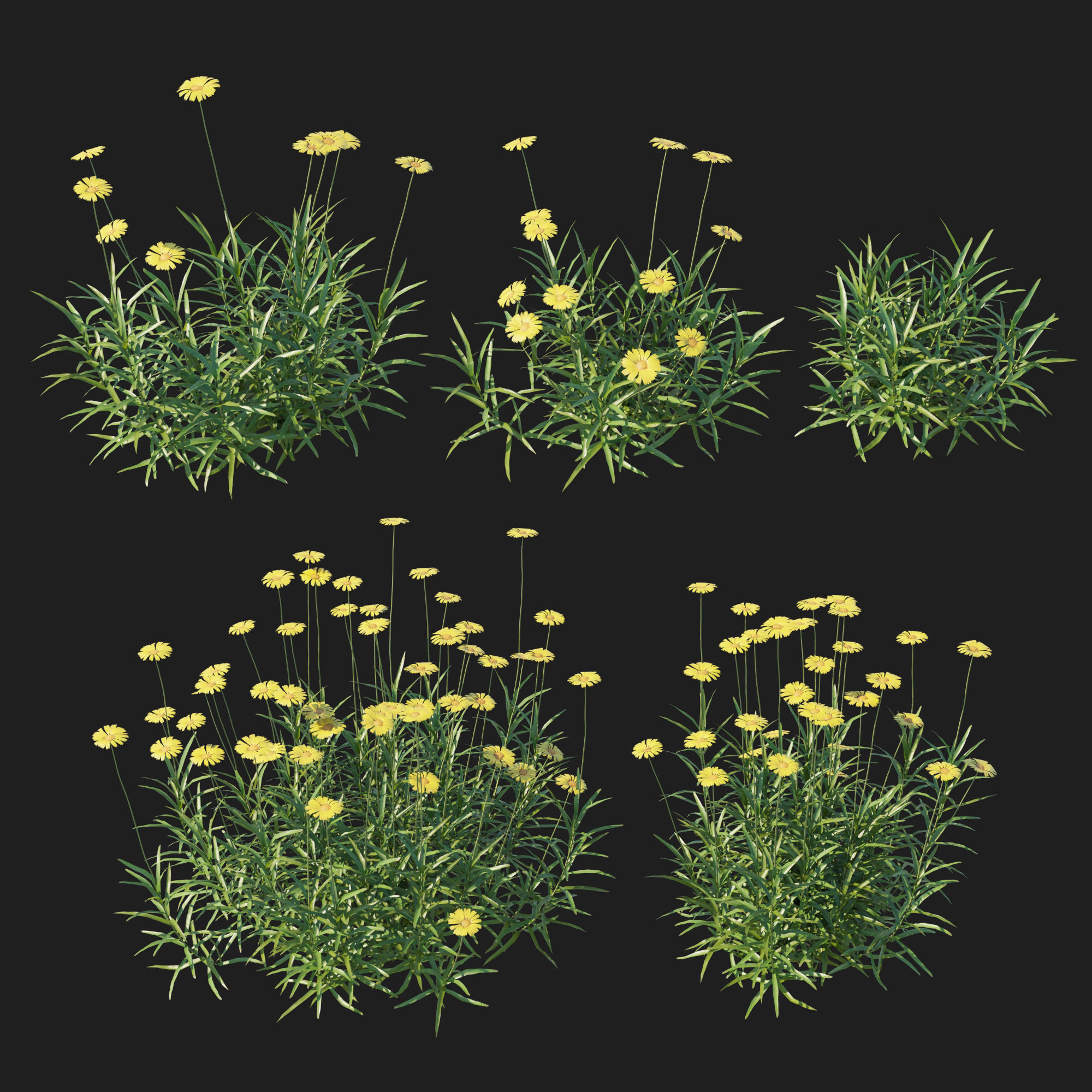 Tetraneuris Scaposa 3D model_5