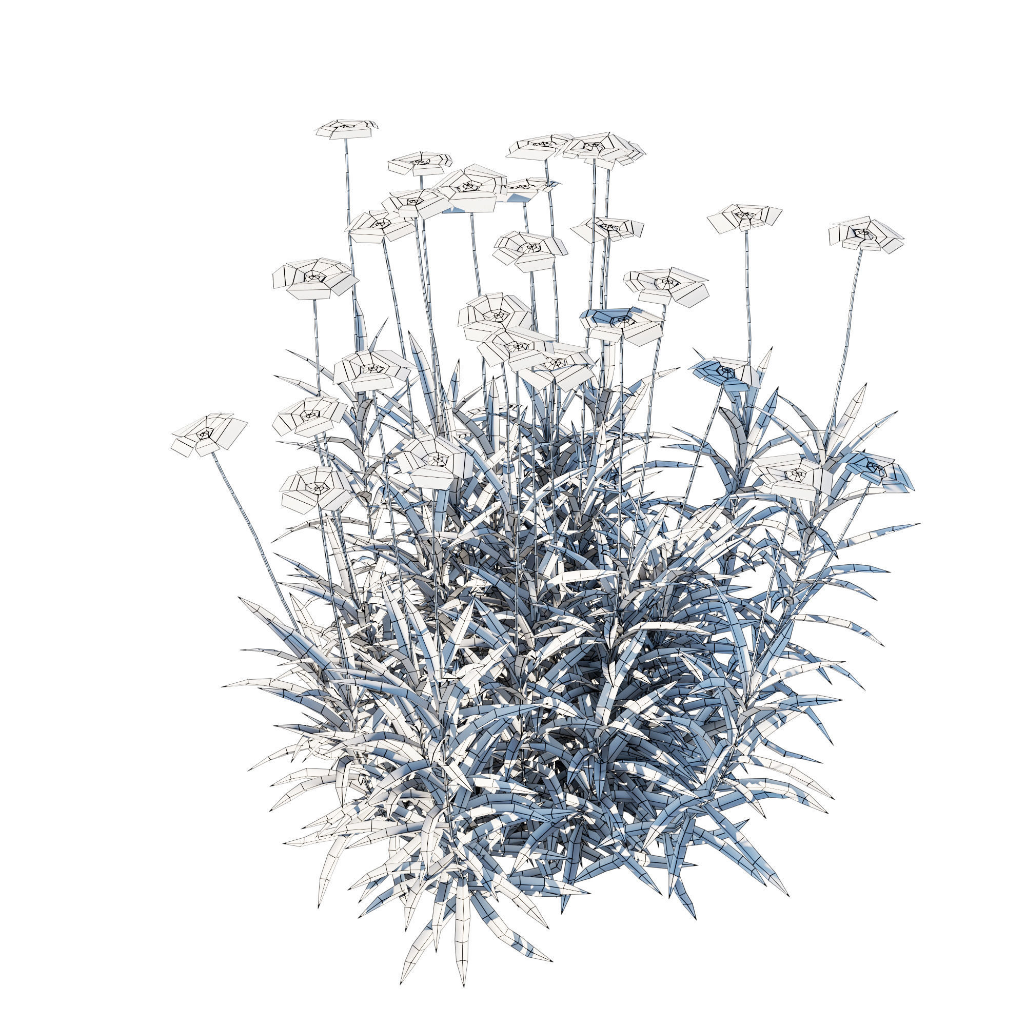 Tetraneuris Scaposa 3D model_9