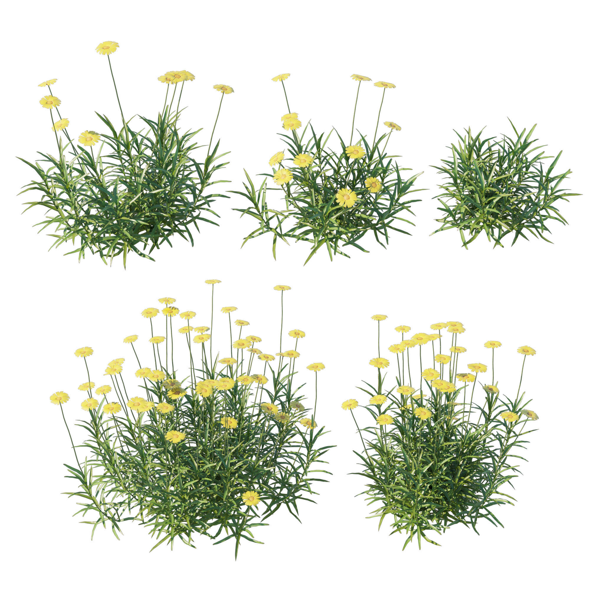 Tetraneuris Scaposa 3D model_2