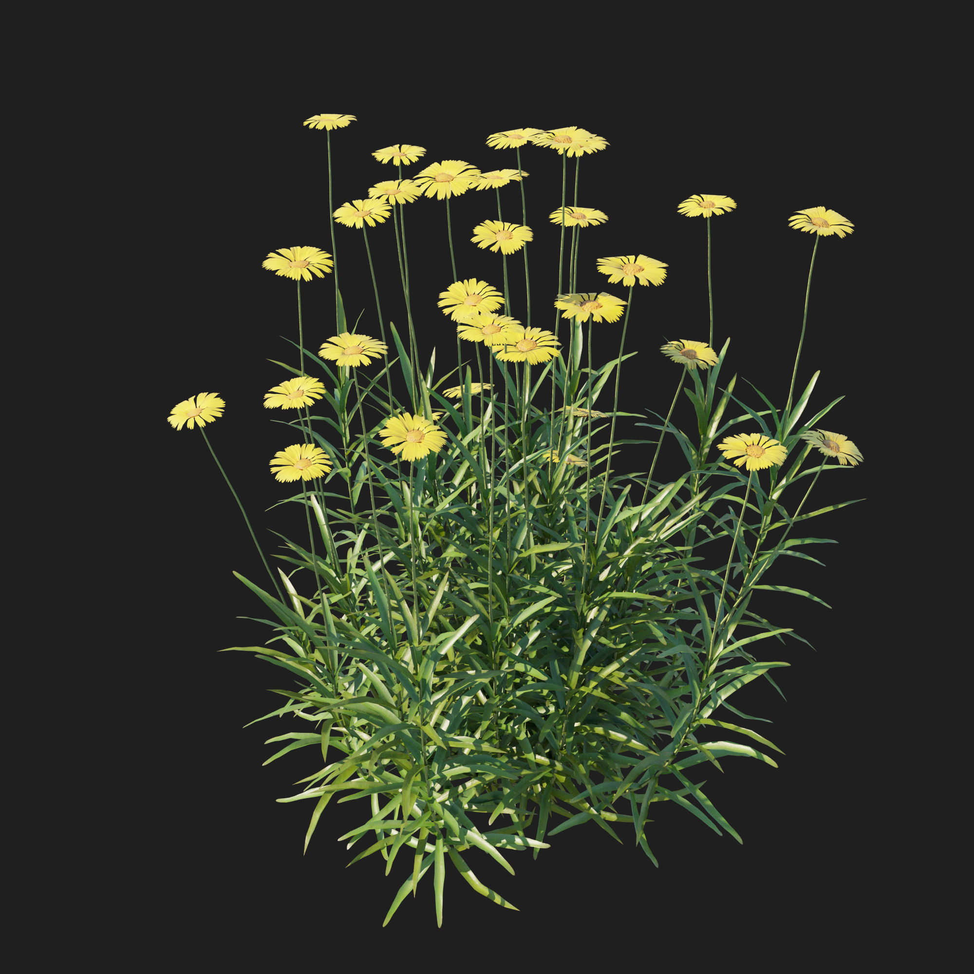 Tetraneuris Scaposa 3D model_7