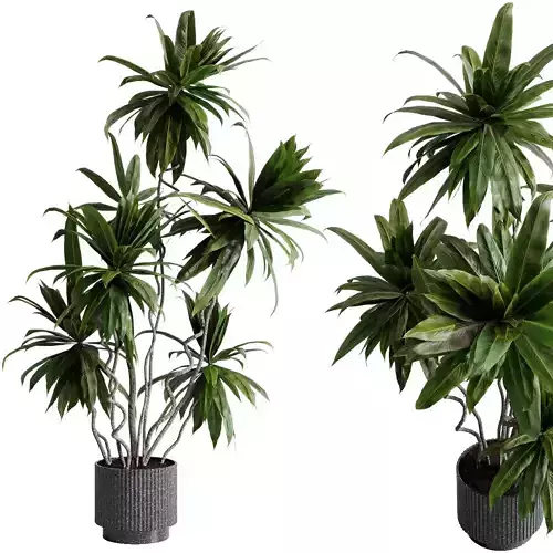 indoor plant 472 pot plant palm tree stone dirt vase