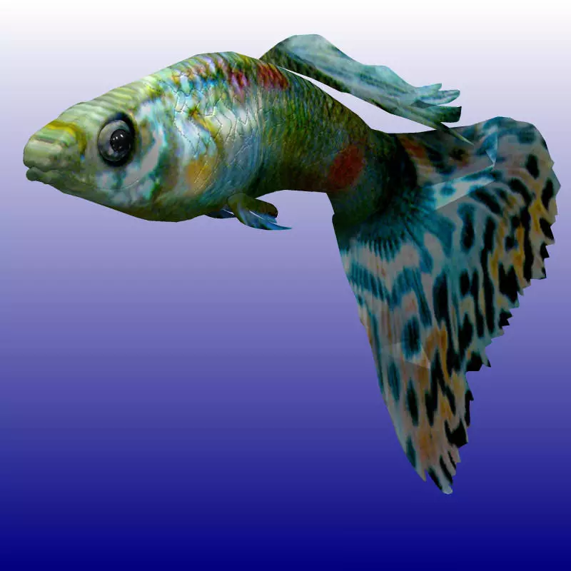 Guppy Studio Max 3D model_0