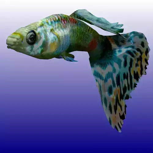 Guppy Studio Max 3D model