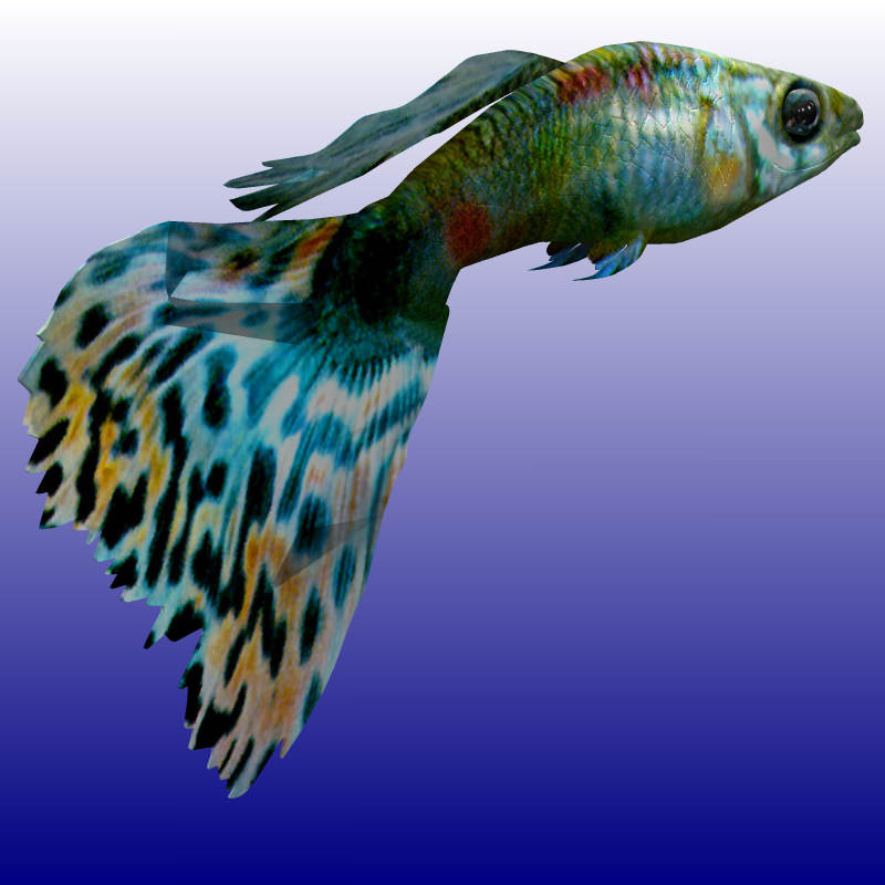 Guppy Studio Max 3D model_1