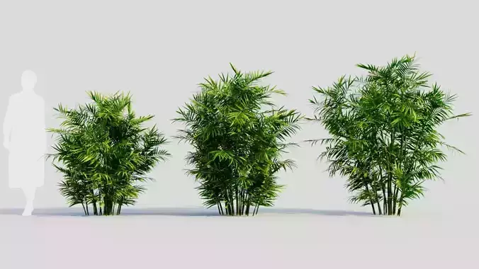 Chamaedorea seifrizii a