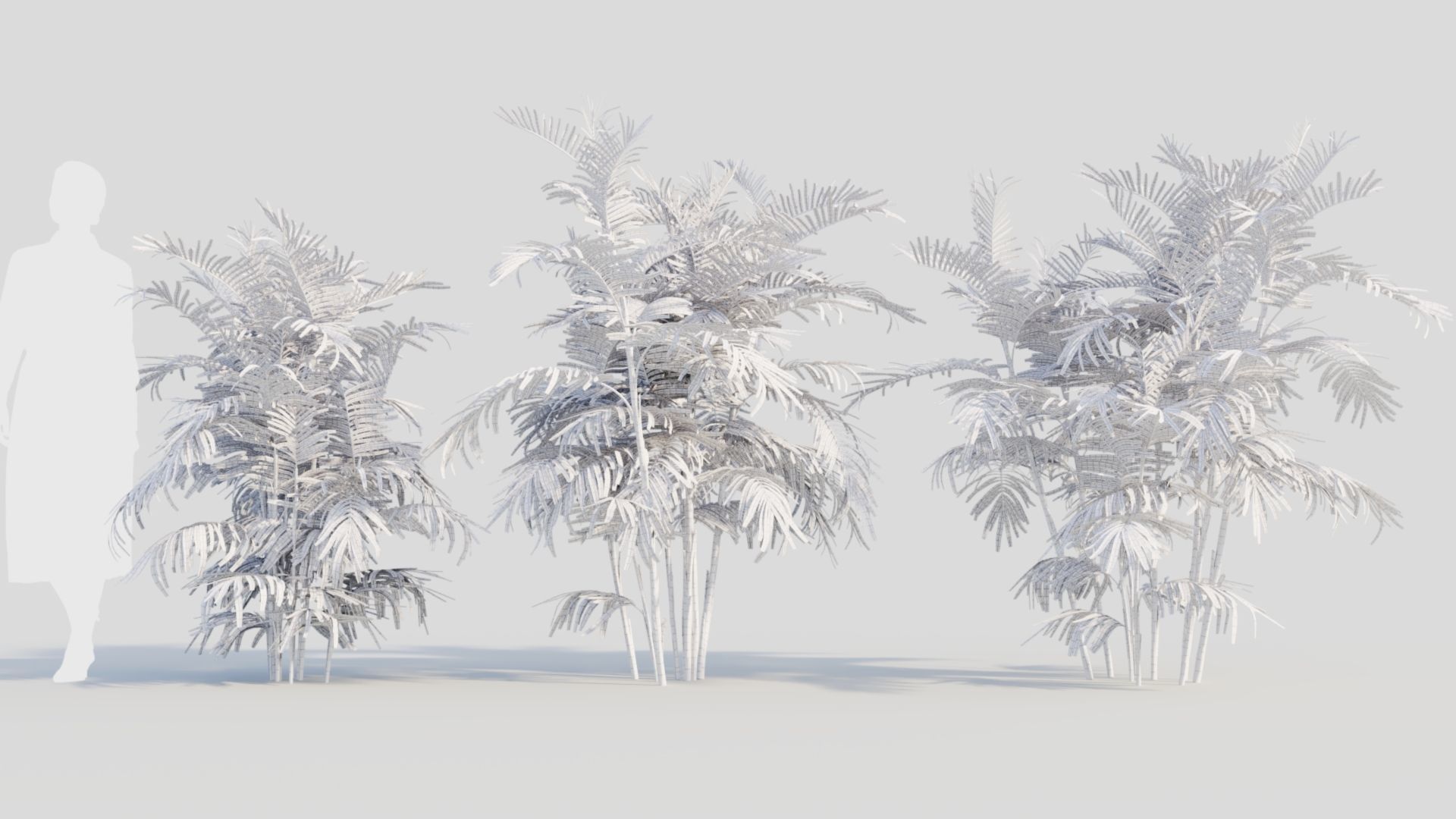 Chamaedorea seifrizii b 3D model_8