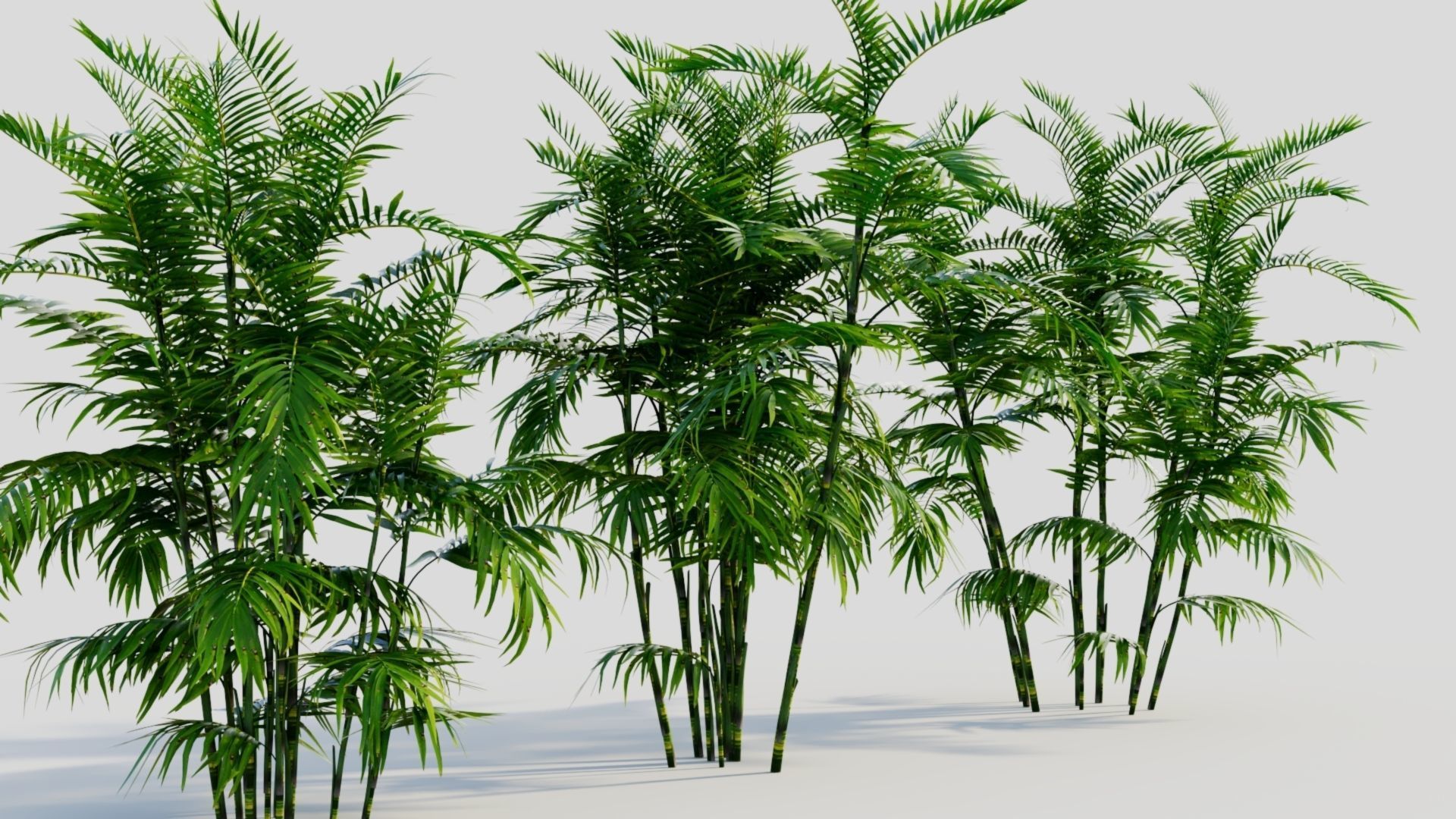 Chamaedorea seifrizii b 3D model_2