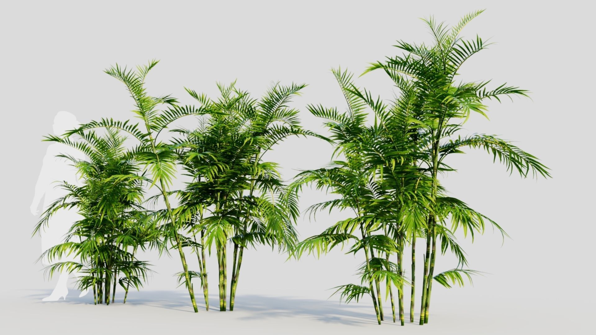 Chamaedorea seifrizii b 3D model_1
