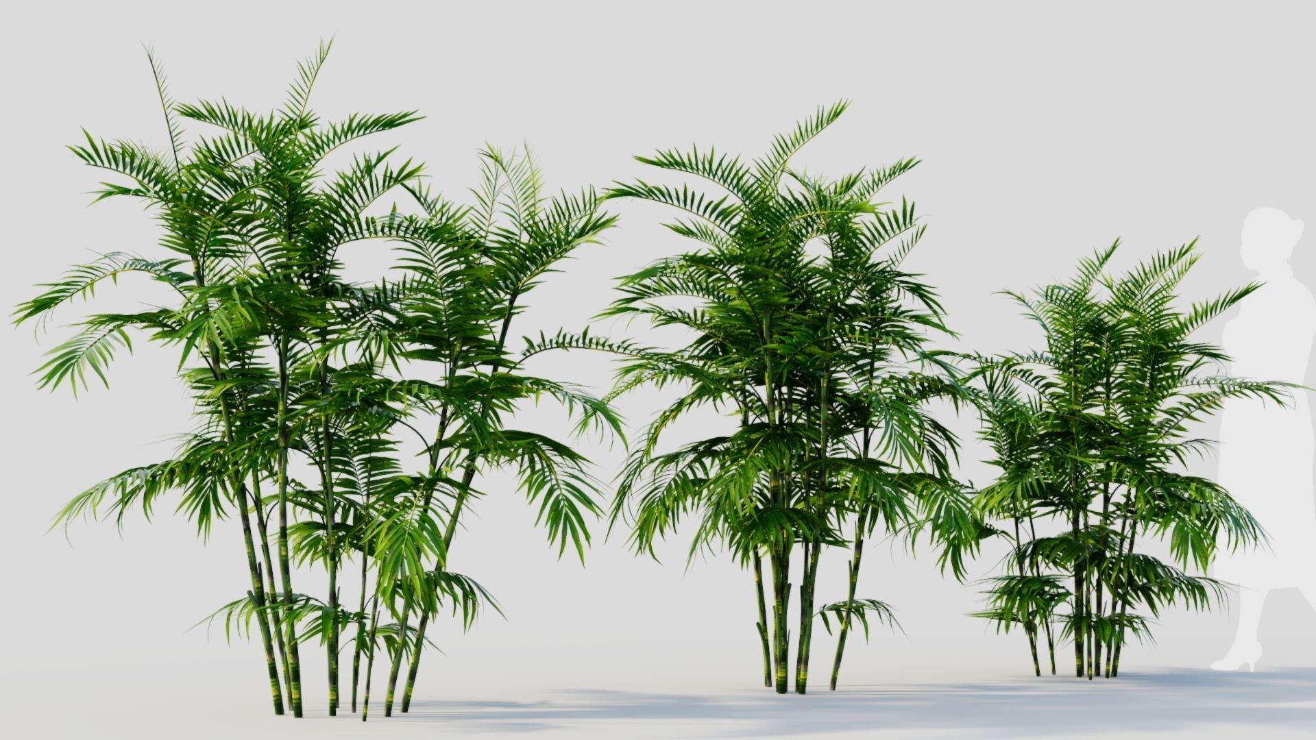 Chamaedorea seifrizii b 3D model_3