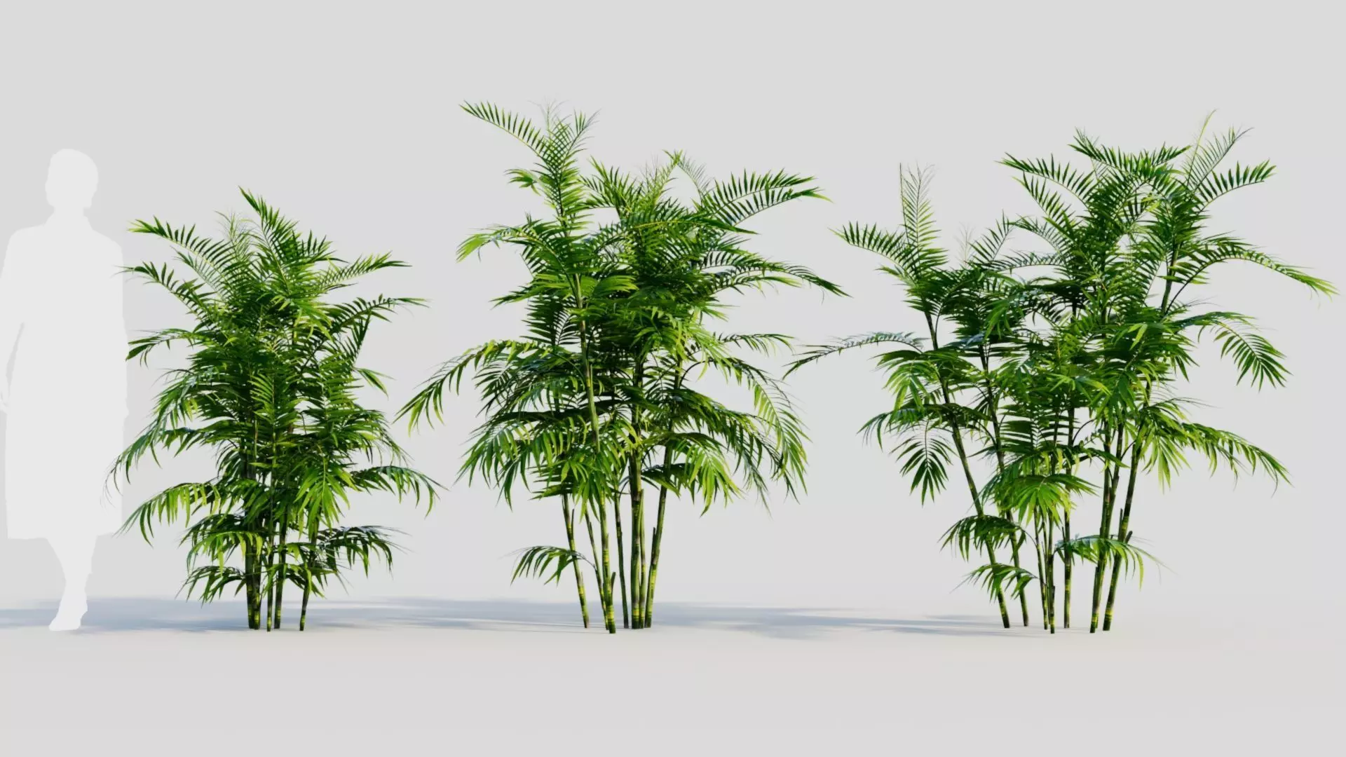 Chamaedorea seifrizii b 3D model_0