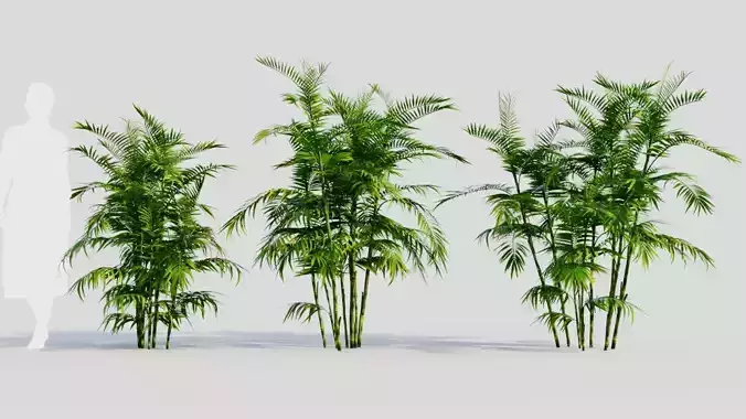 Chamaedorea seifrizii b