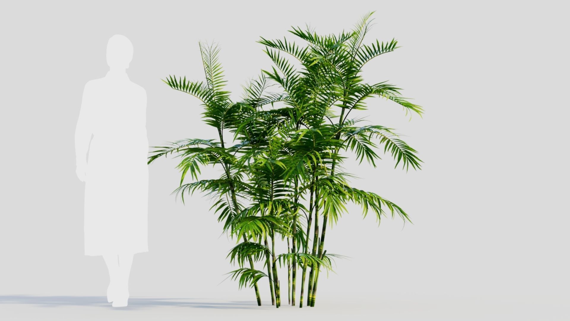 Chamaedorea seifrizii b 3D model_7