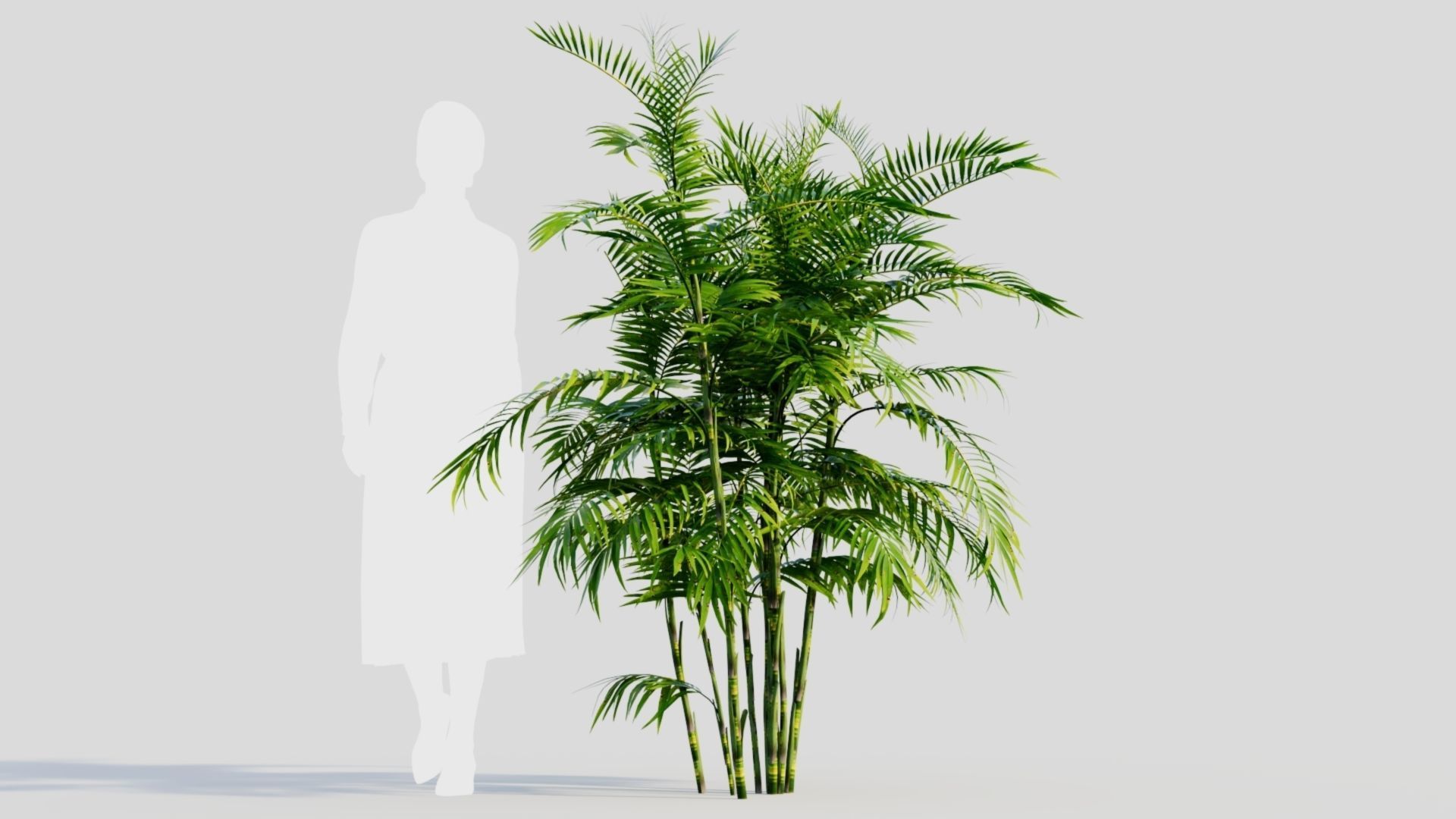 Chamaedorea seifrizii b 3D model_6