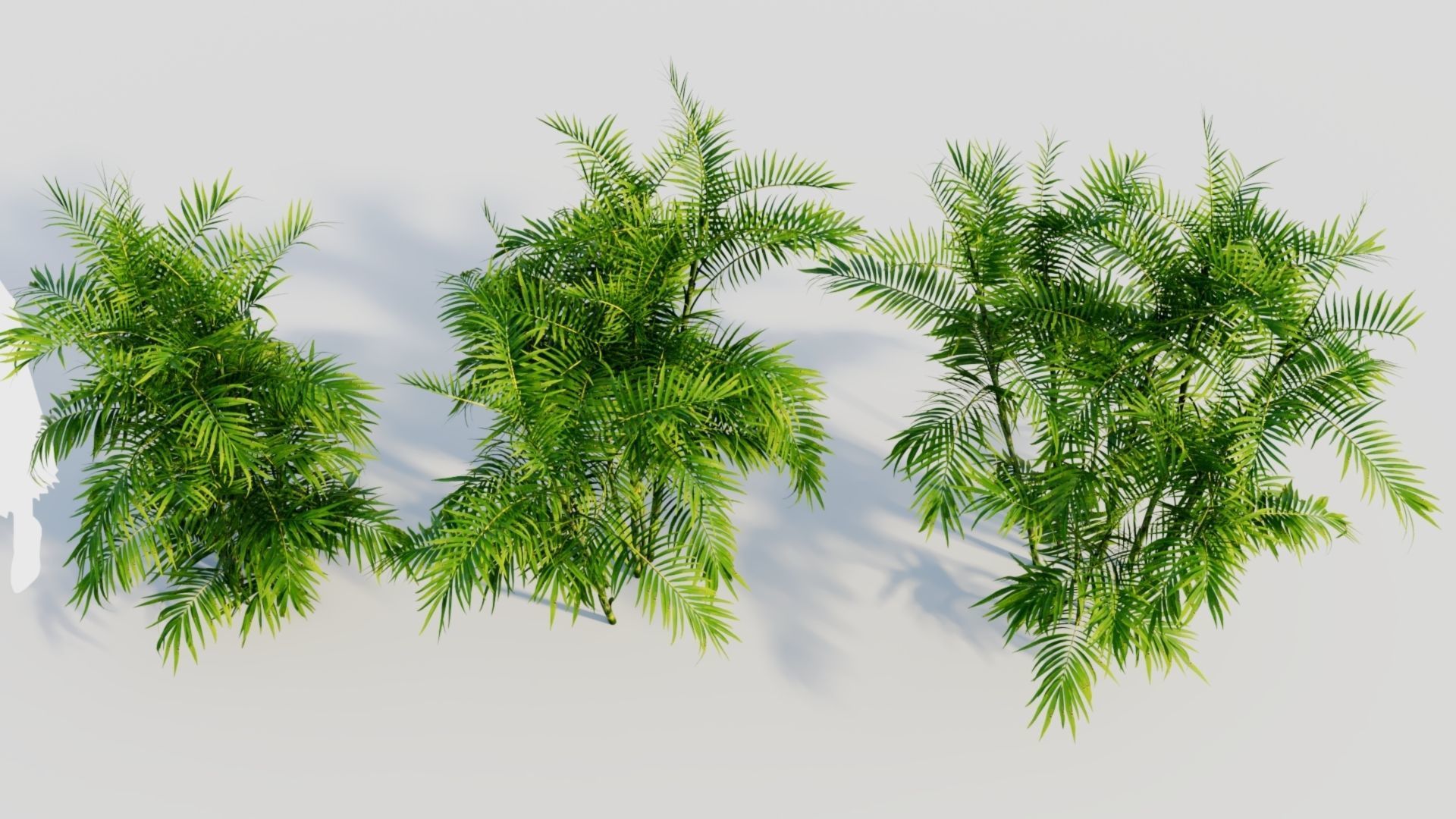 Chamaedorea seifrizii b 3D model_4