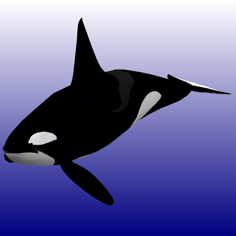 Killer Whale Male Studio Max 3D model_2